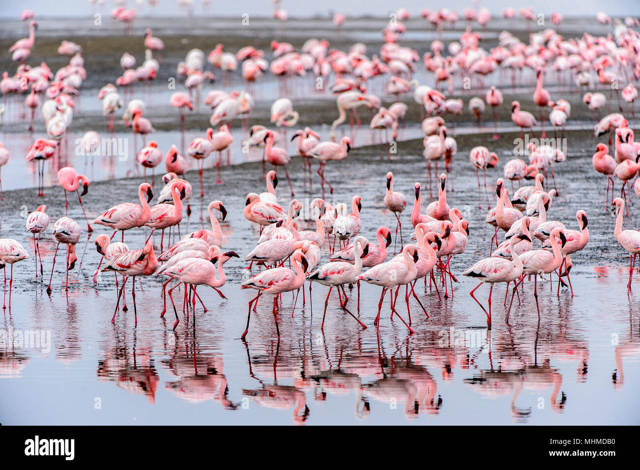 Pink Flocks Flock of pink flamingos Stock Photo - Alamy