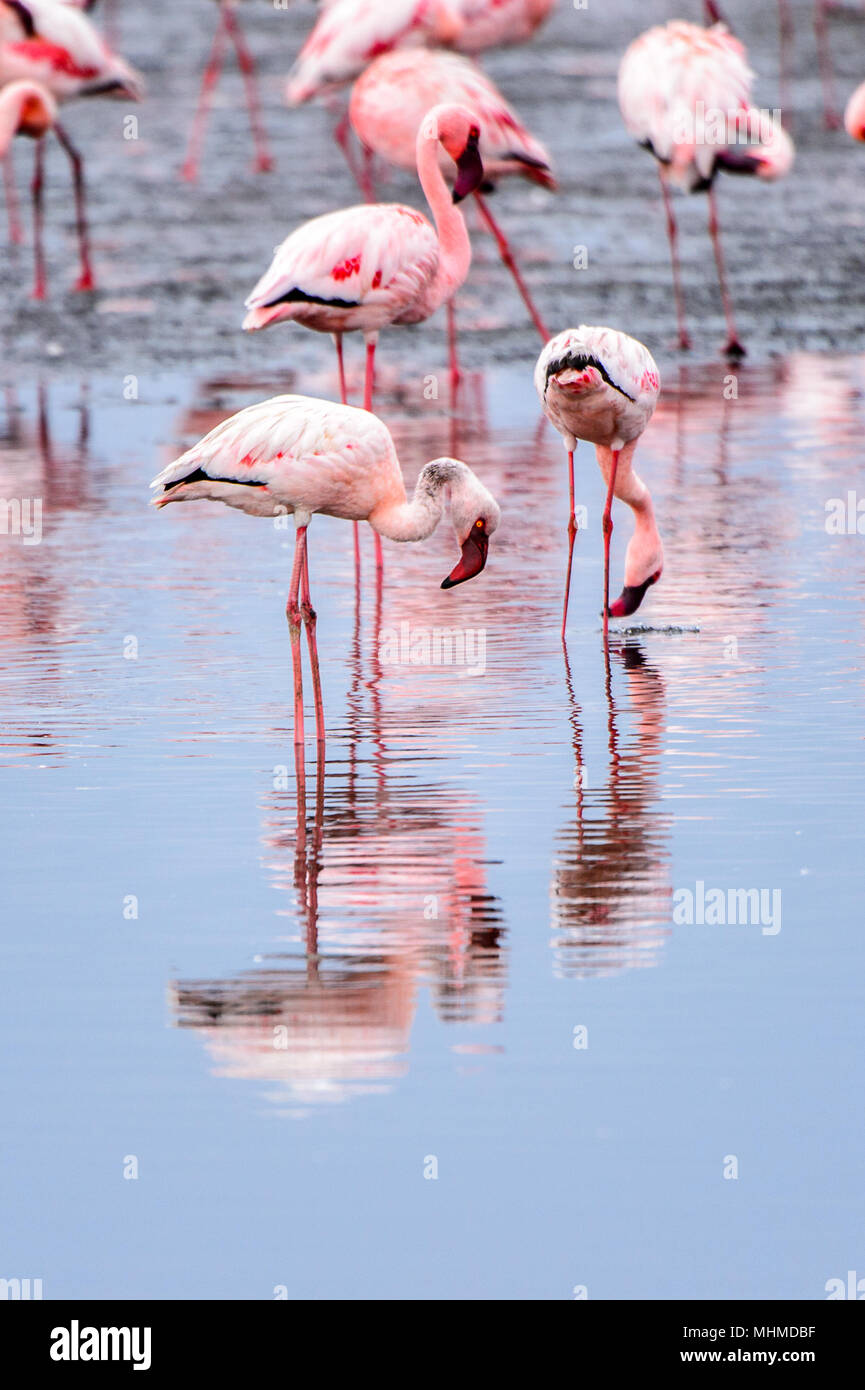 Flock of pink flamingos Stock Photo Alamy