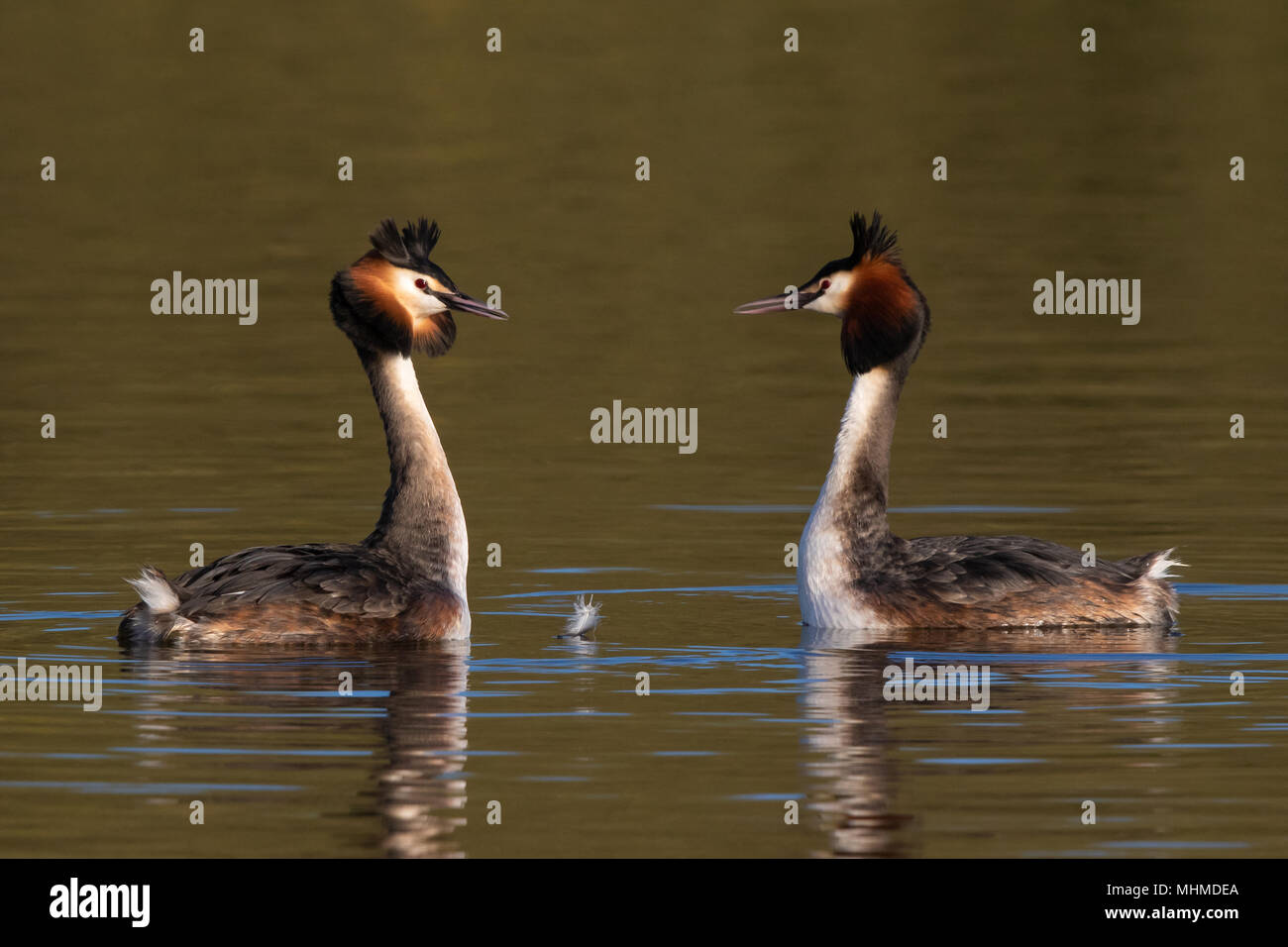 pair of Great Crested Grebes (Podiceps cristatus) facing each other at the start of their courtship display Stock Photo