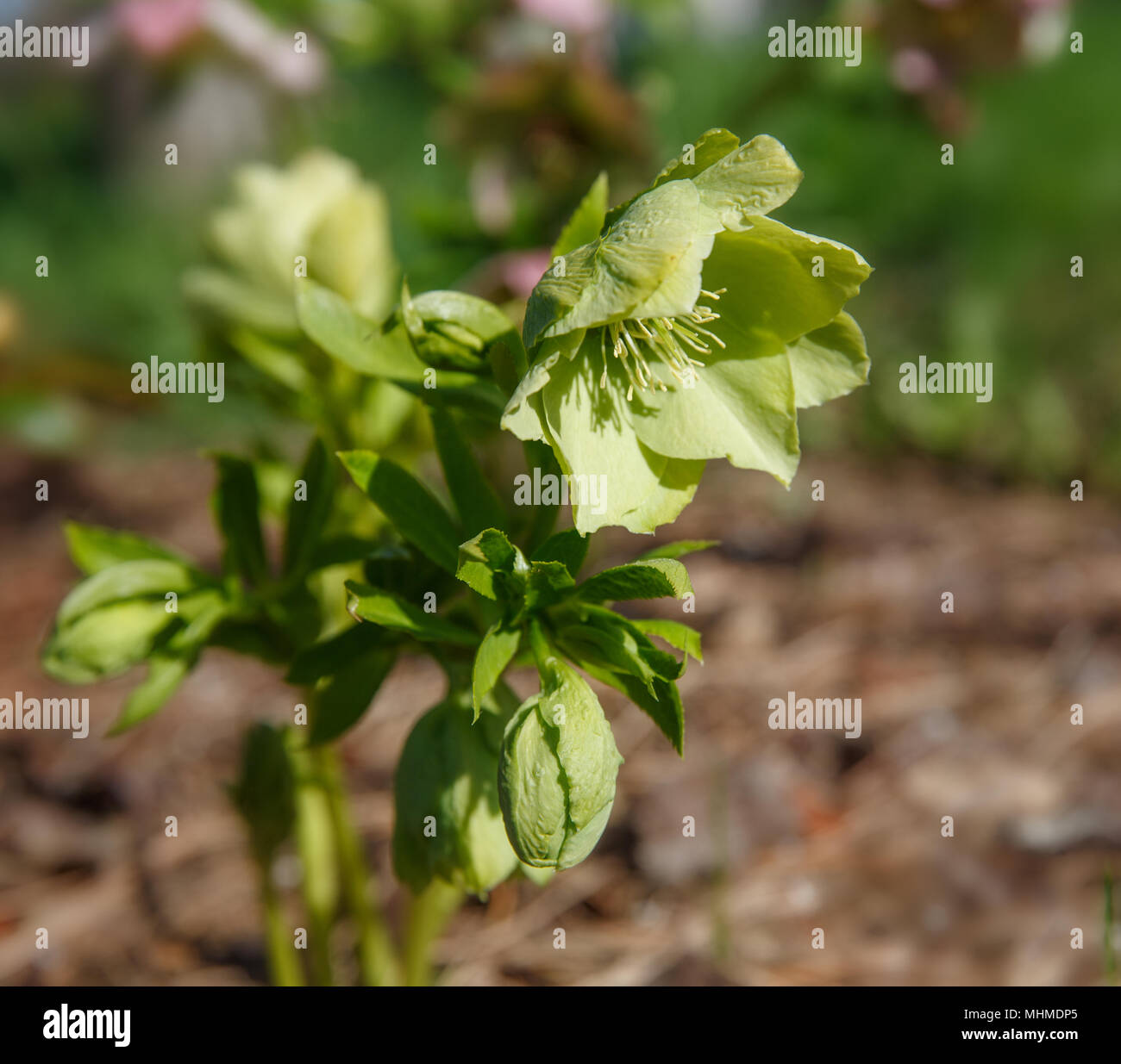 The first spring day. Blooming flowers hellebore in a sunny day, also known as Christmas or Lenten rose. Helleborus Double Ellen Green. Stock Photo