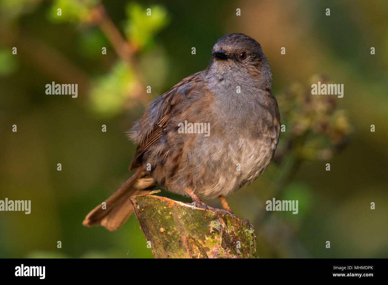 Dunnock (Prunella modularis) perched on the cut stump of a small tree Stock Photo