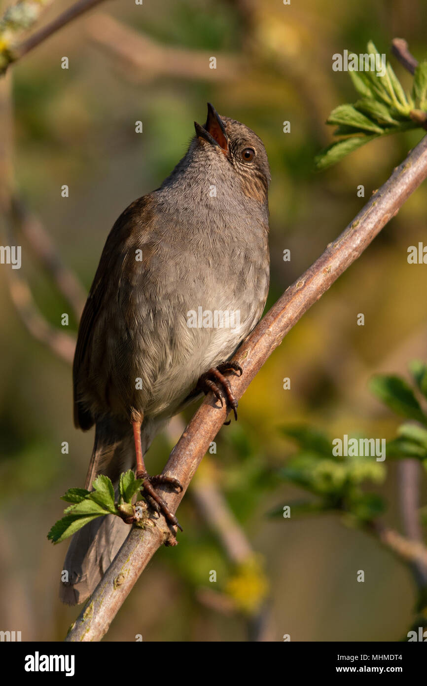 Dunnock (Prunella modularis) singing from a branch with fresh leaves Stock Photo