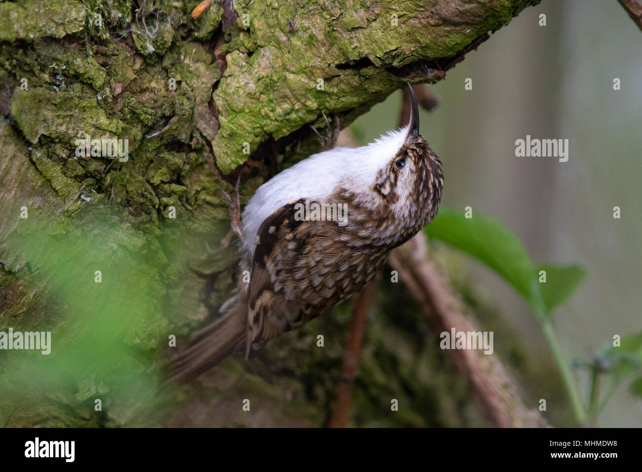 Eurasian Treecreeper (Certhia familiaris) foraging for invertebrates on the bark of a Goat Willow (Salix caprea) tree Stock Photo