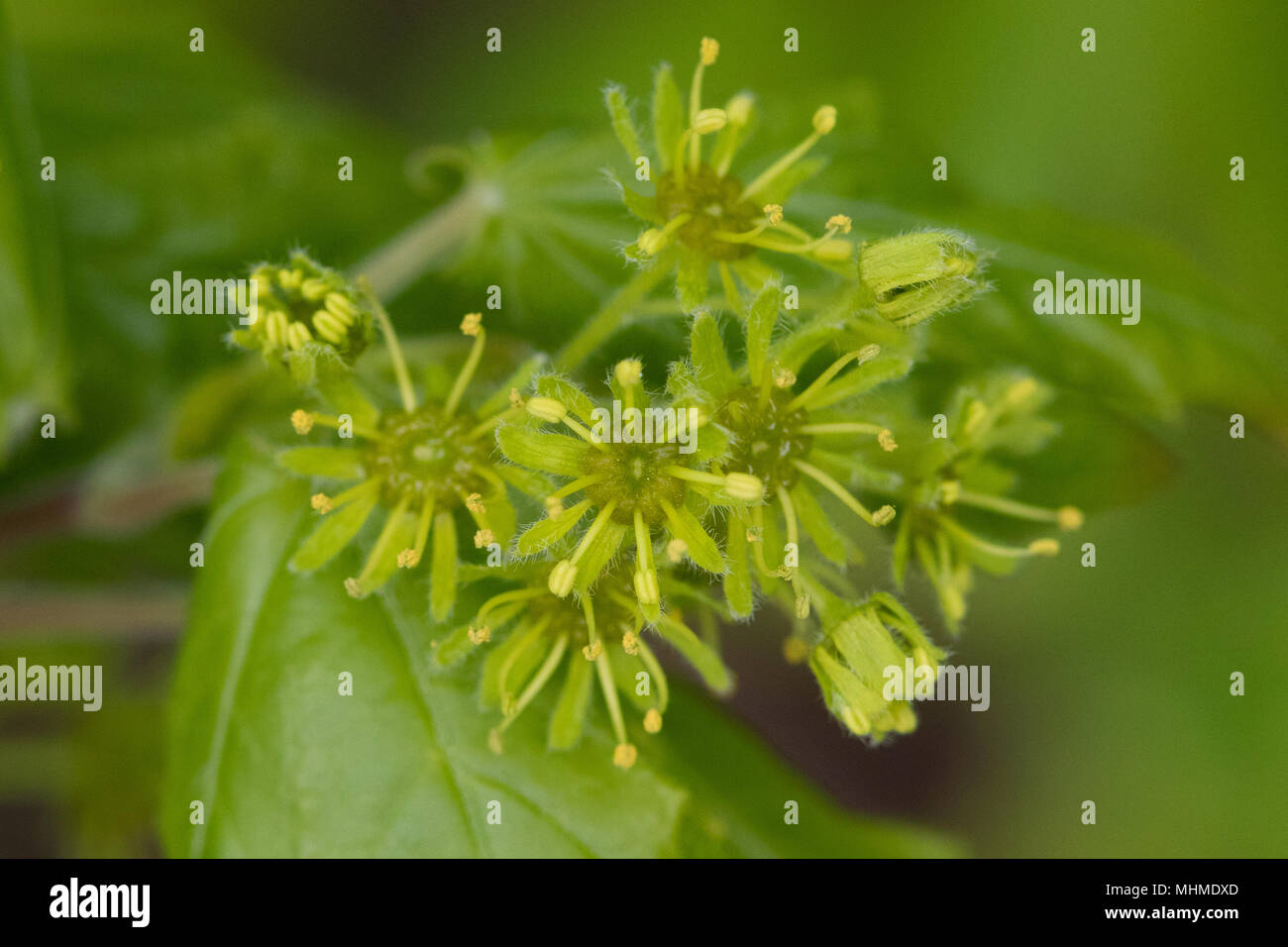 flowering Field Maple (Acer campestre) tree with fresh leaves Stock Photo