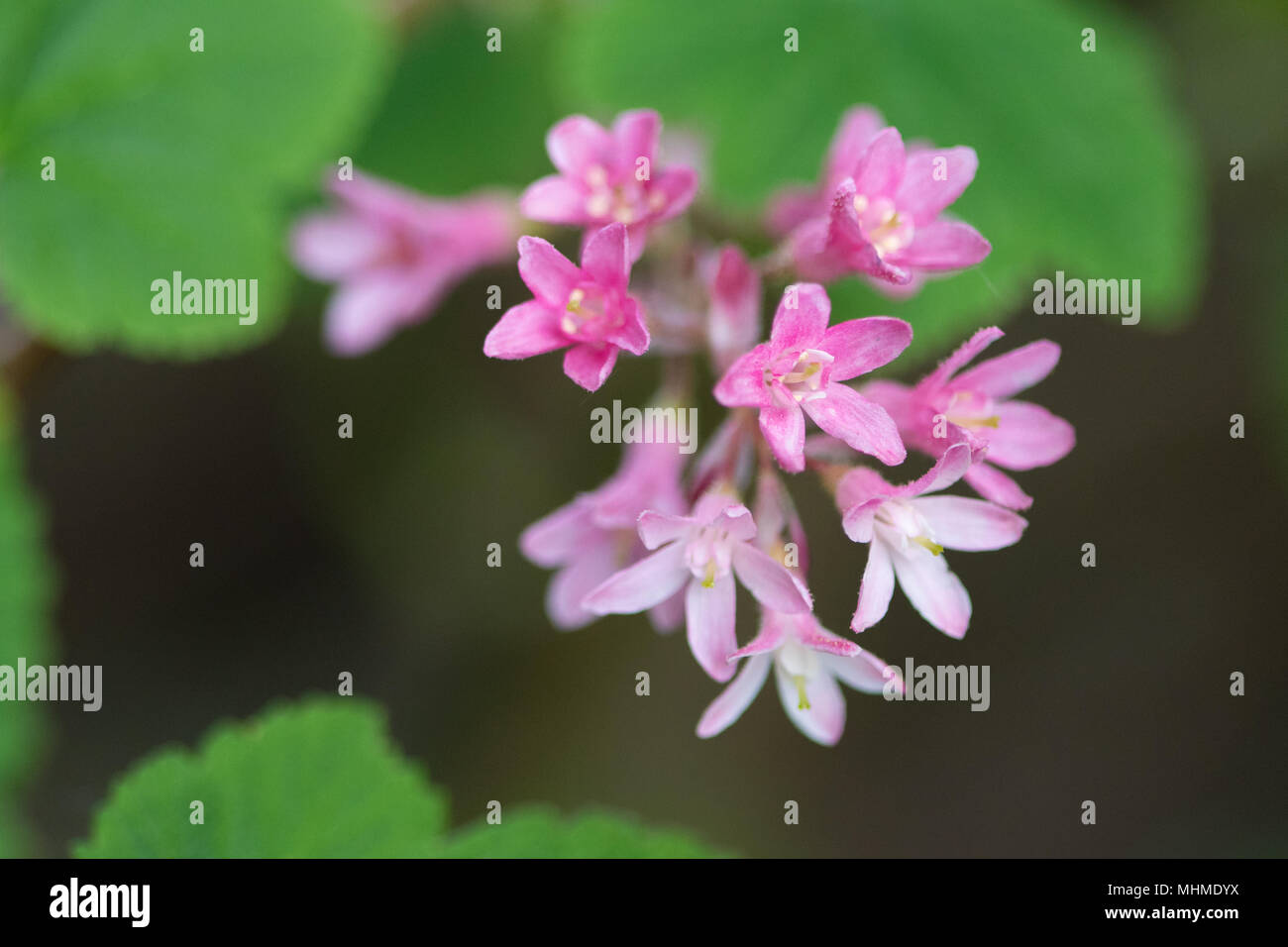 Flowering Currant (Ribes sanguineum) flowers Stock Photo