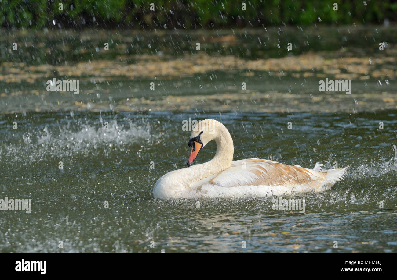 When It Rains It Swans >> Swan Swimming In Rain In Stock Photos Swan Swimming In Rain In When It Rains It Swans >> Swan Swimming In Rain In Stock Photos Swan Swimming In Rain In