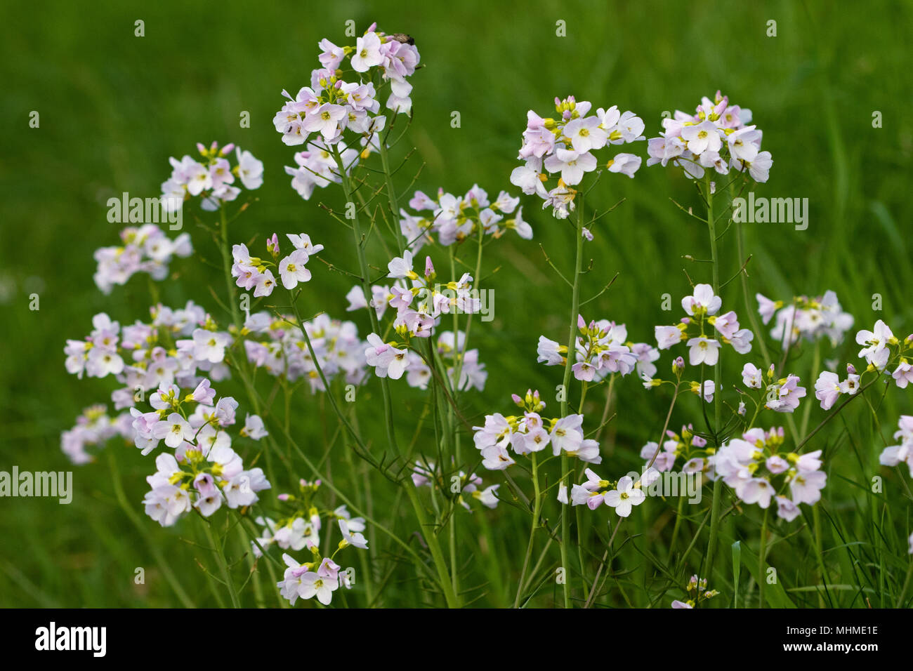 Cuckooflower / Lady's-smock (Cardamine pratensis) flowers Stock Photo