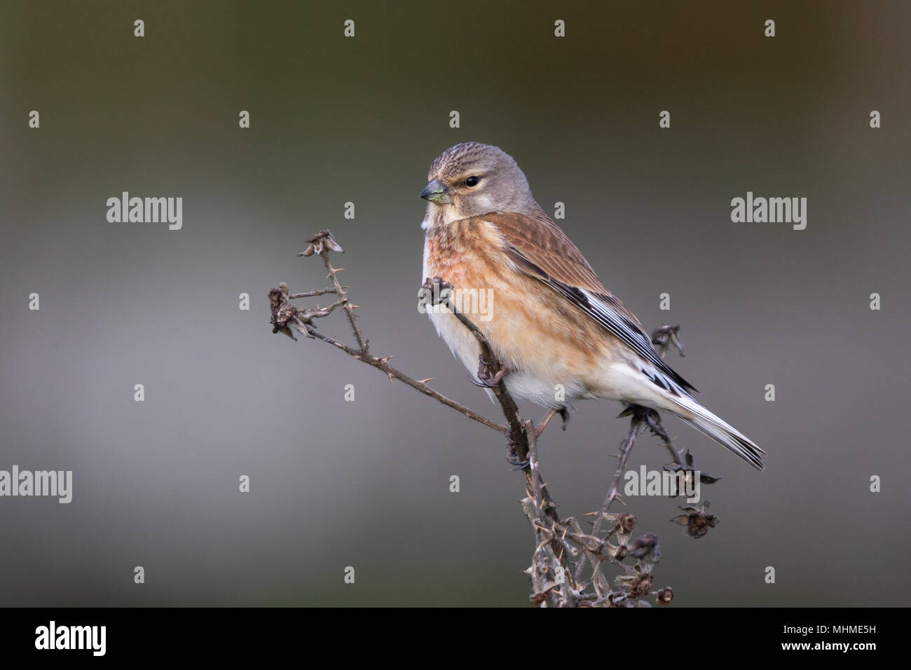 female Common Linnet (Linaria cannabina) perched on a dead plant stem Stock Photo