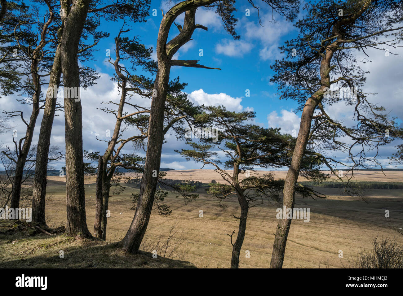 View through the trees of Sewinghshield Wood on the route of Hadrian's Wall long-distance walk, Northumberland, England Stock Photo