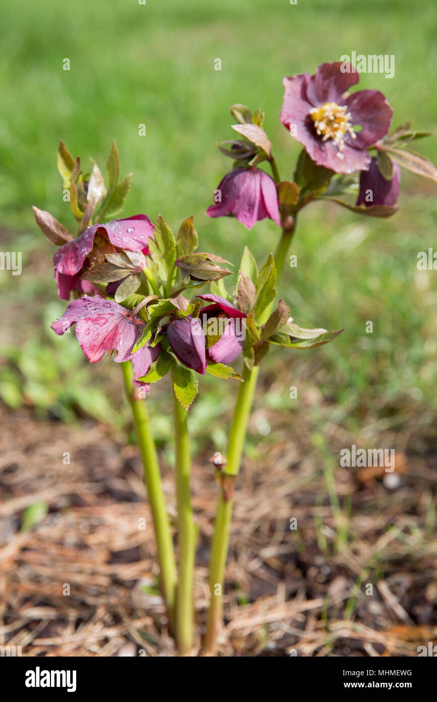 The first spring day. Blooming flowers hellebore in a sunny day, also known as Christmas or Lenten rose. Helleborus Double Ellen Purple. Stock Photo