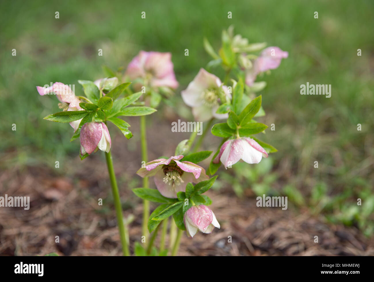 The first spring day. Blooming flowers hellebore in a sunny day, also known as Christmas or Lenten rose. Helleborus Double Ellen Pink. Stock Photo