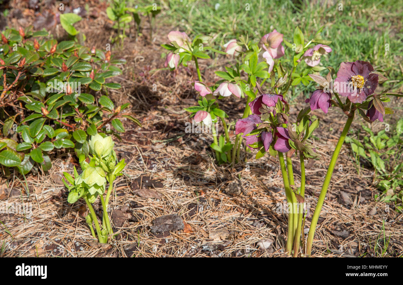 The first spring day. Blooming flowers hellebore in a sunny day, also known as Christmas or Lenten rose. Helleborus Double Ellen Pink, Purple, Green. Stock Photo