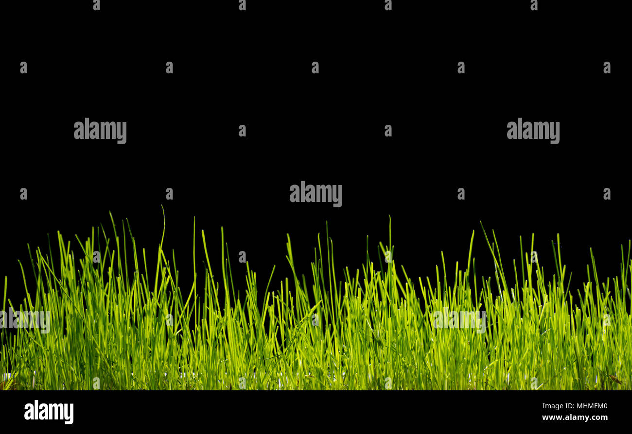 Grass background on black Stock Photo - Alamy
