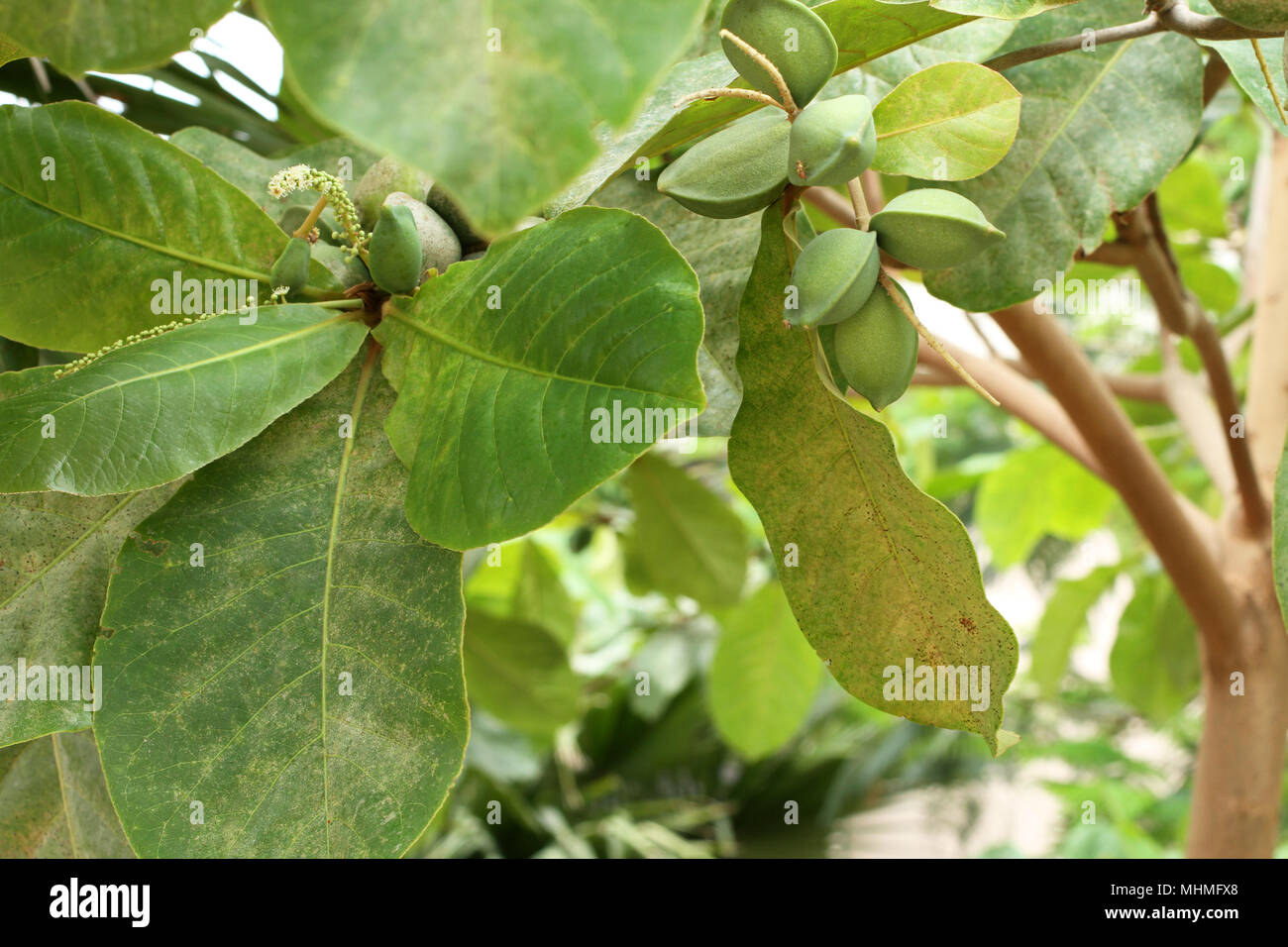 Green color unripe Indian Almond fruits on the tree (Tropical Almond, Combretaceae). Leaves for aquarium Stock Photo
