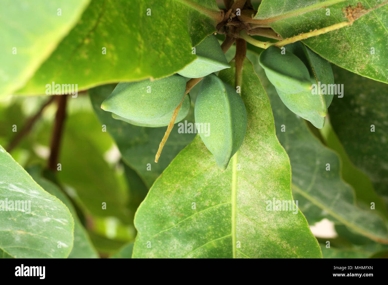 Green color unripe Indian Almond fruits on the tree (Tropical Almond, Combretaceae). Leaves for aquarium Stock Photo