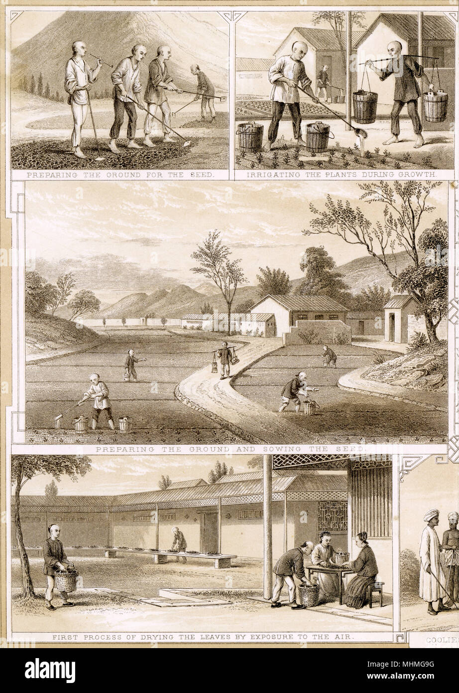 India Various aspects of tea cultivation in the state of Assam. Date