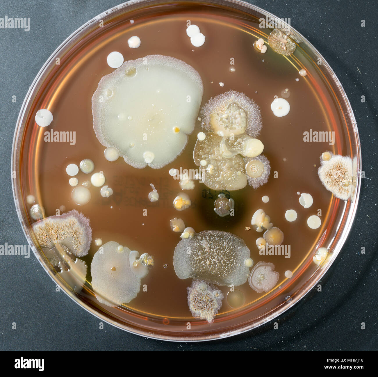 A petri dish with colonies of for bacteriological