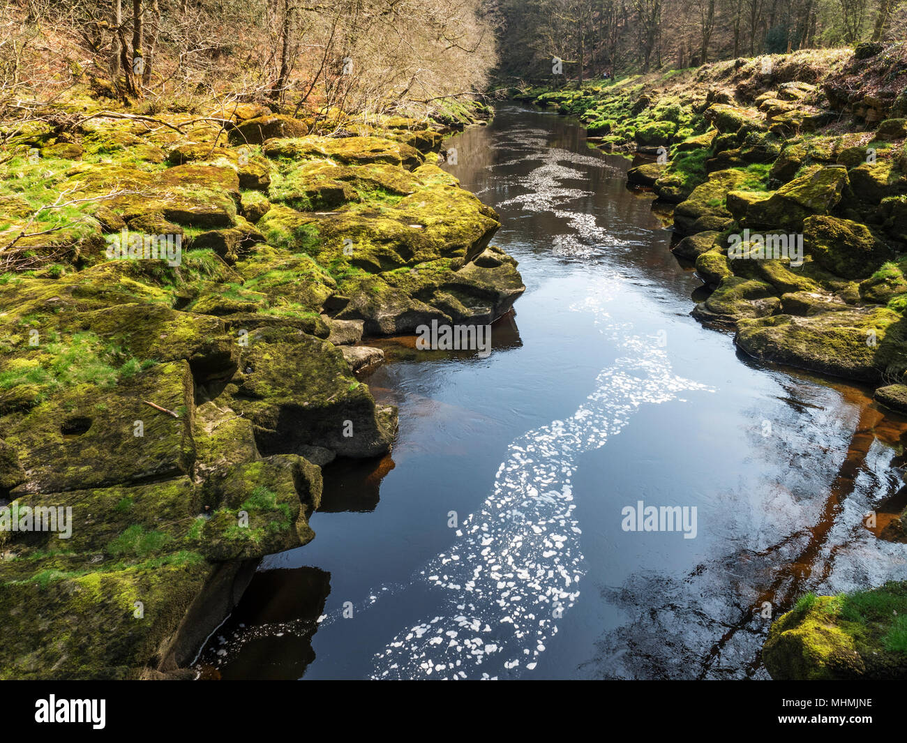 The River Wharfe below The Strid in Strid Wood at Bolton Abbey North Yorkshire England Stock Photo