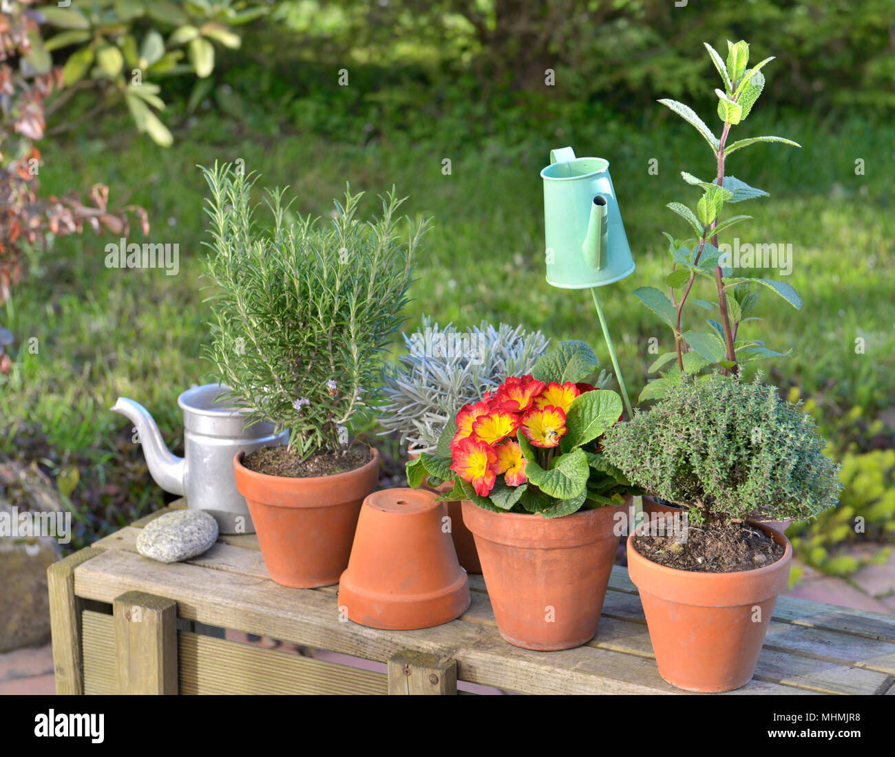 decorative green watering can in flowers and aromatic plants potted in a garden Stock Photo