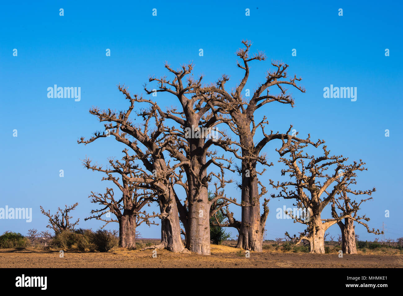 Baobab tree in Africa, Senegal Stock Photo Alamy