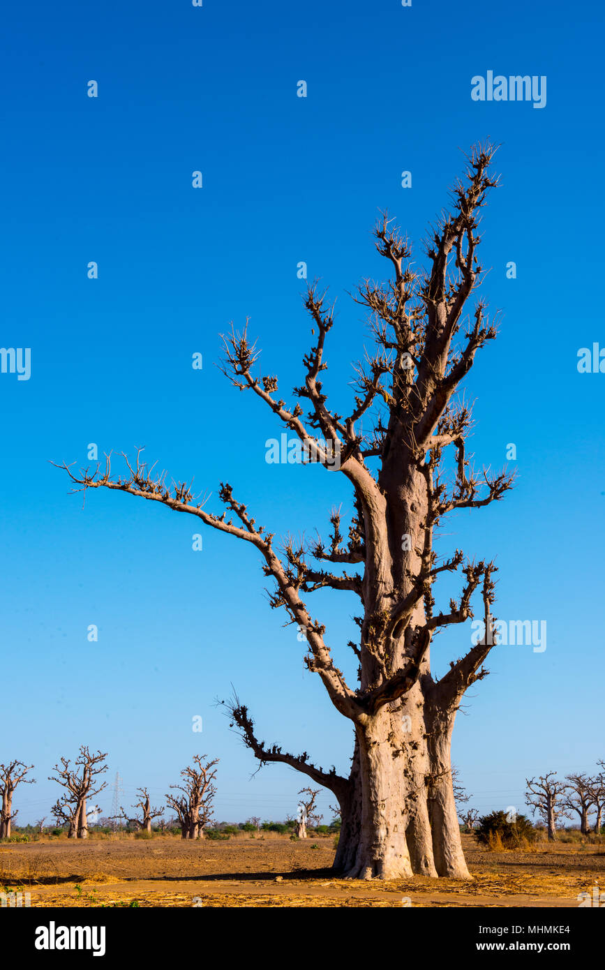 Baobab tree in Africa, Senegal Stock Photo Alamy