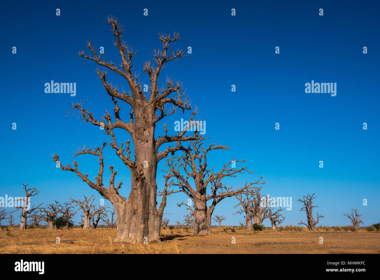 Baobab tree in Africa, Senegal Stock Photo Alamy