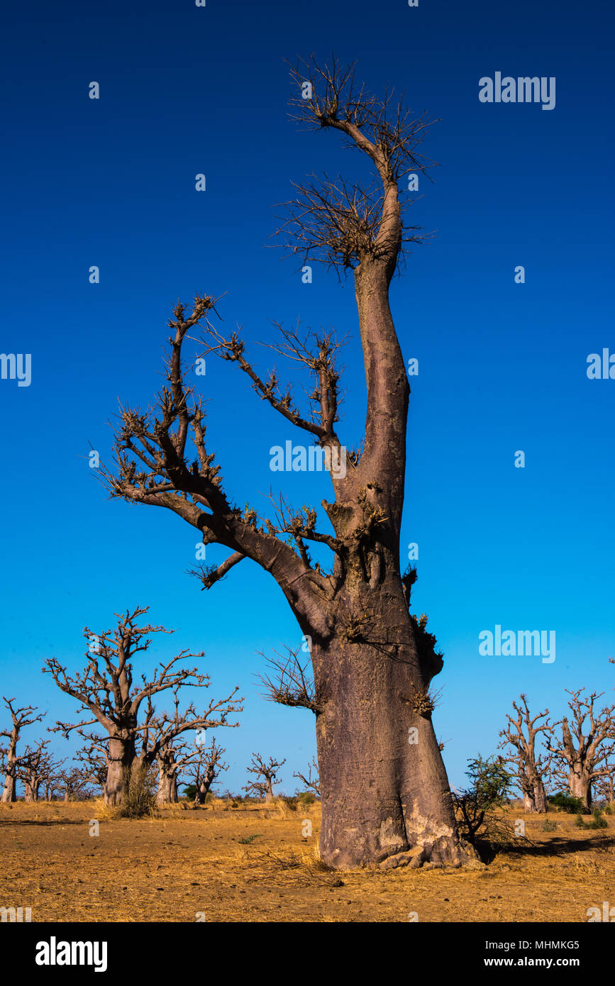 Baobab tree in Africa, Senegal Stock Photo Alamy