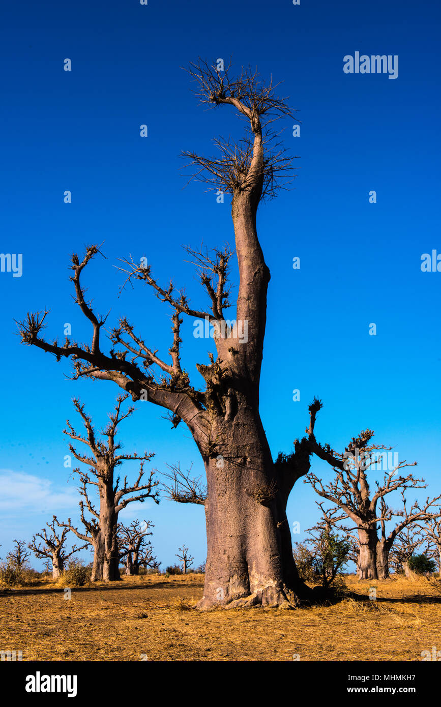 Baobab tree in Africa, Senegal Stock Photo Alamy