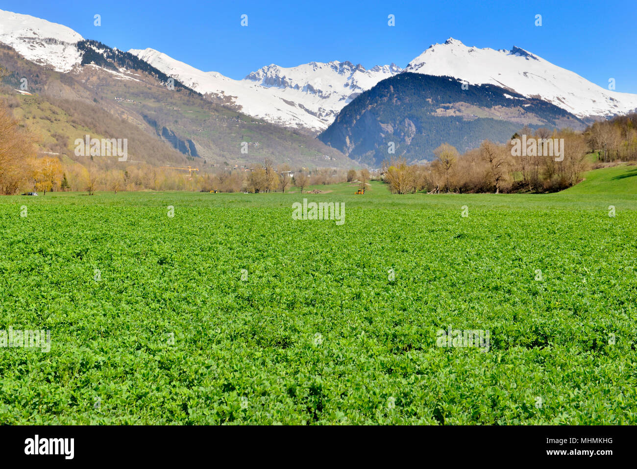 field of alfalfa with snowy mountain far off in spring Stock Photo