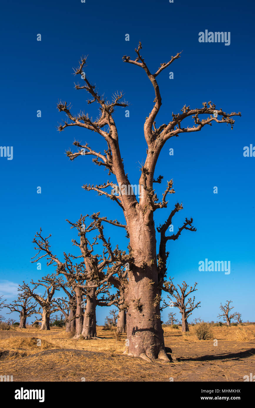 Baobab tree in Africa, Senegal Stock Photo Alamy