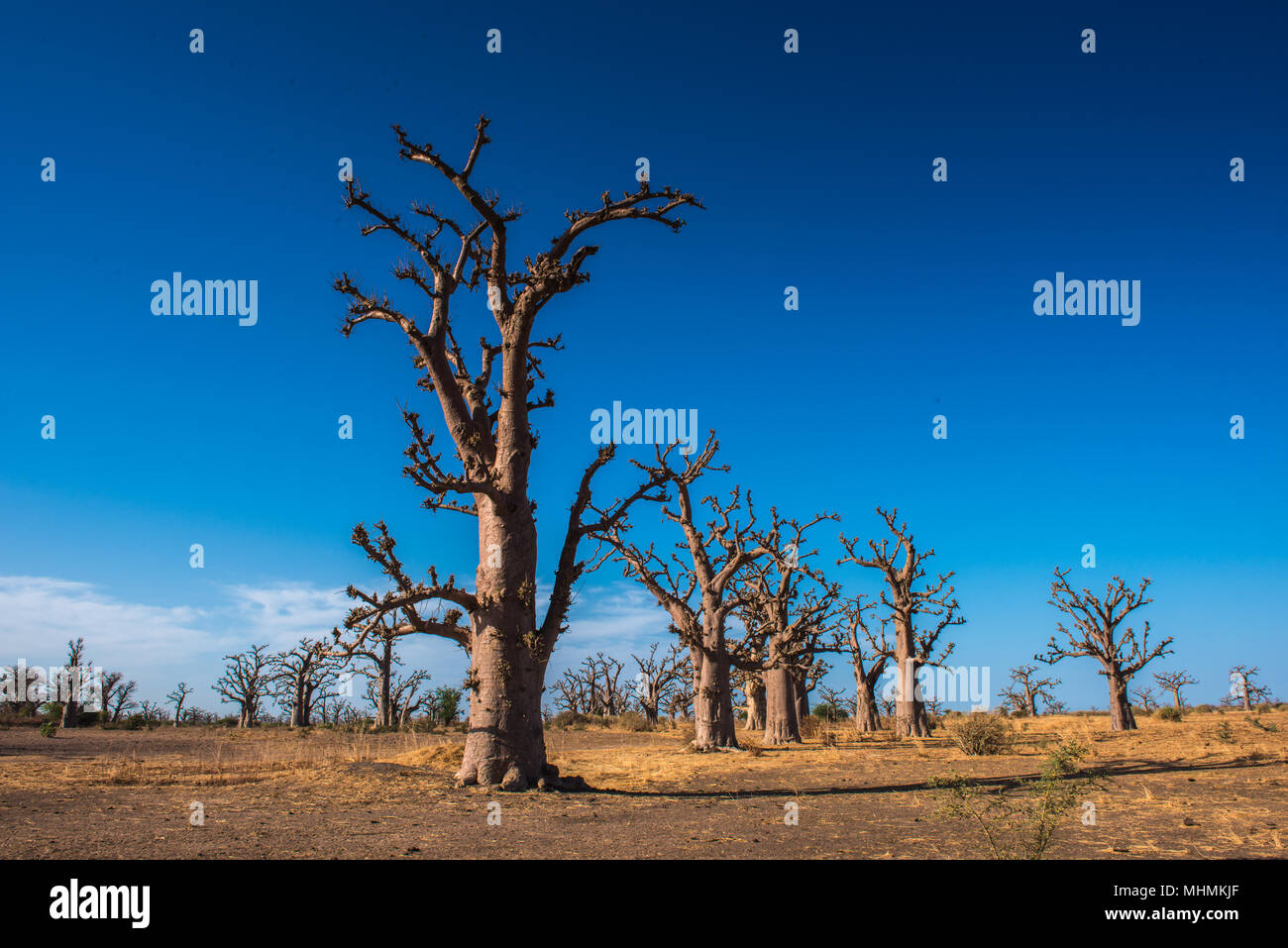 Baobab tree in Africa, Senegal Stock Photo Alamy