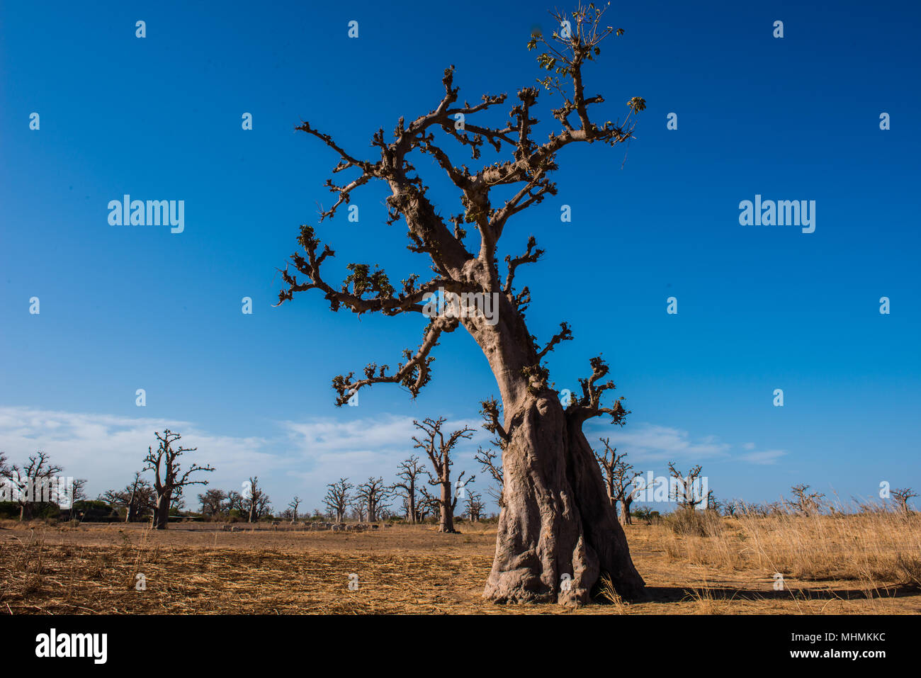 Baobab tree in Africa, Senegal Stock Photo Alamy
