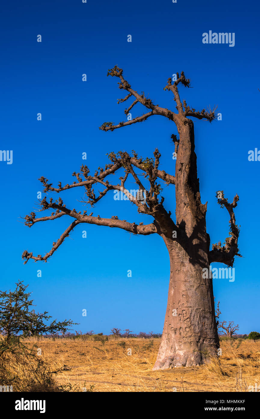 Baobab tree in Africa, Senegal Stock Photo Alamy