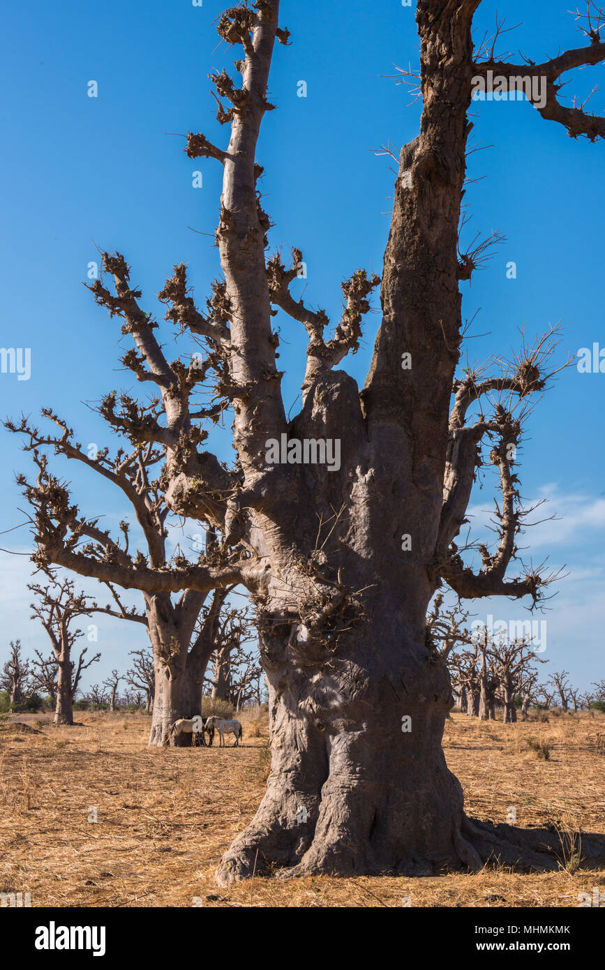 Baobab tree in Africa, Senegal Stock Photo Alamy