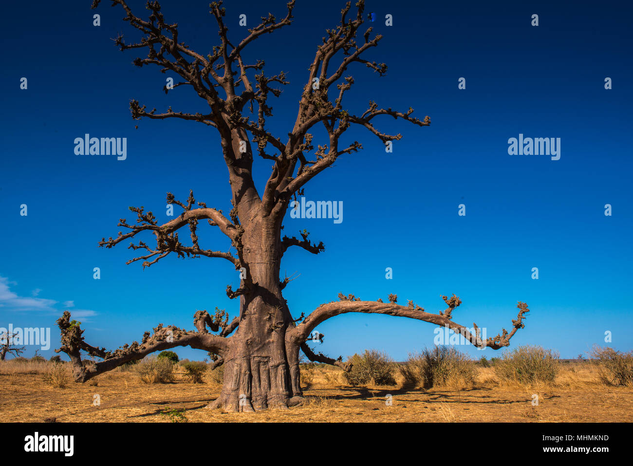 Baobab tree in Africa, Senegal Stock Photo Alamy