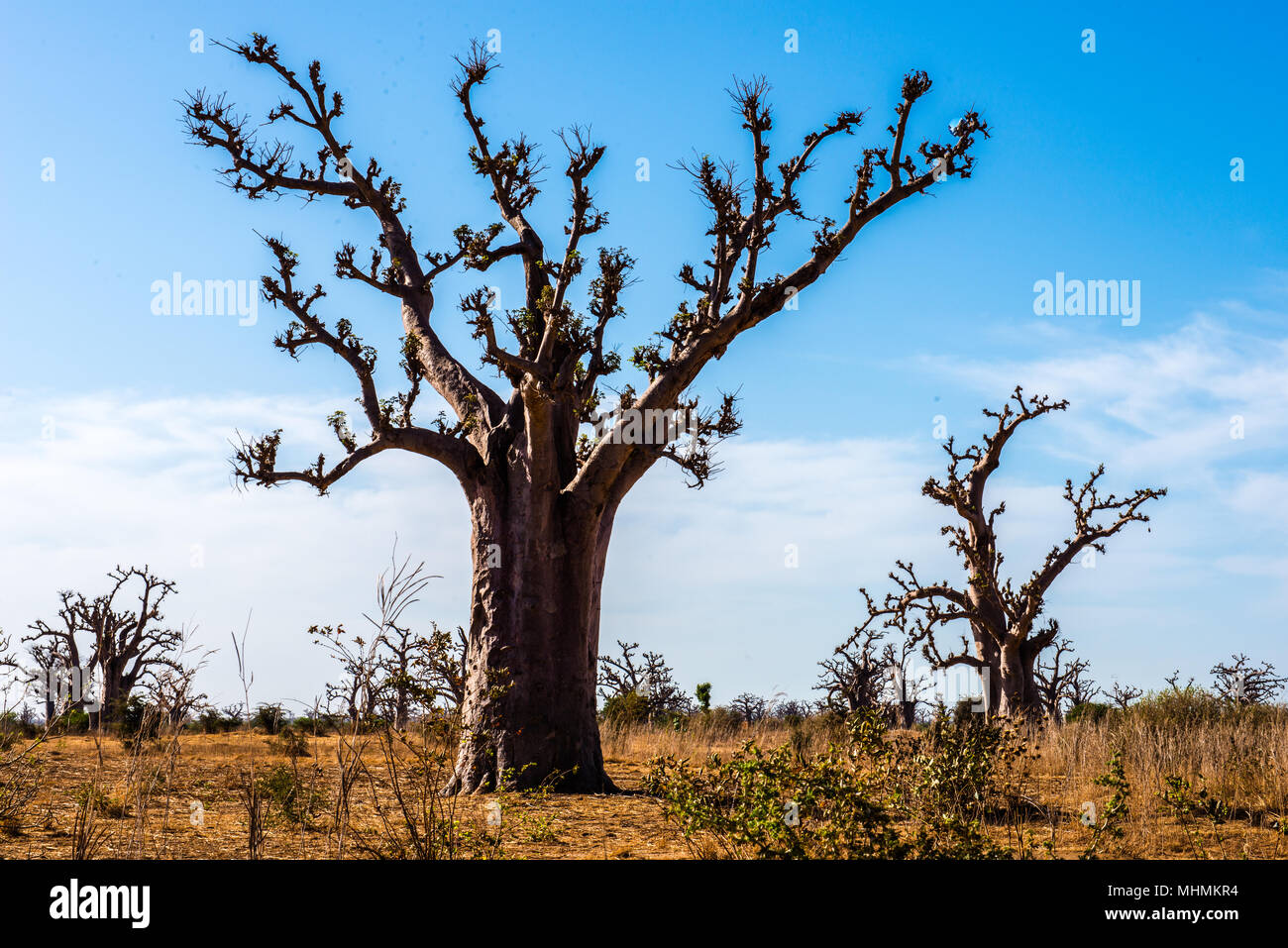 Baobab tree in Africa, Senegal Stock Photo Alamy