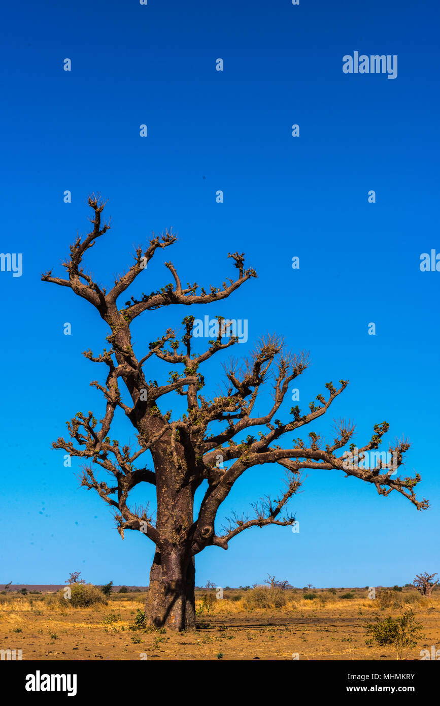 Baobab tree in Africa, Senegal Stock Photo Alamy