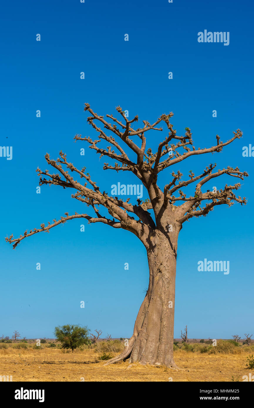Baobab in the dry terrain hi-res stock photography and images - Alamy