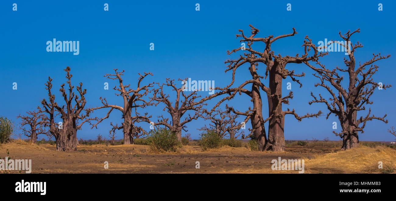 Baobab in Senegal, Africa Stock Photo - Alamy