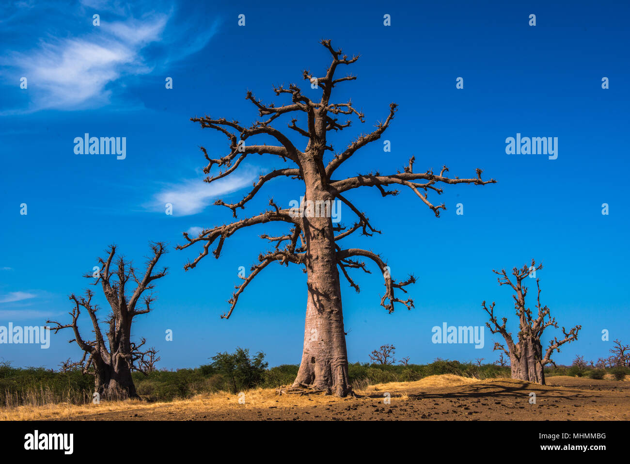 Baobab in Senegal, Africa Stock Photo Alamy