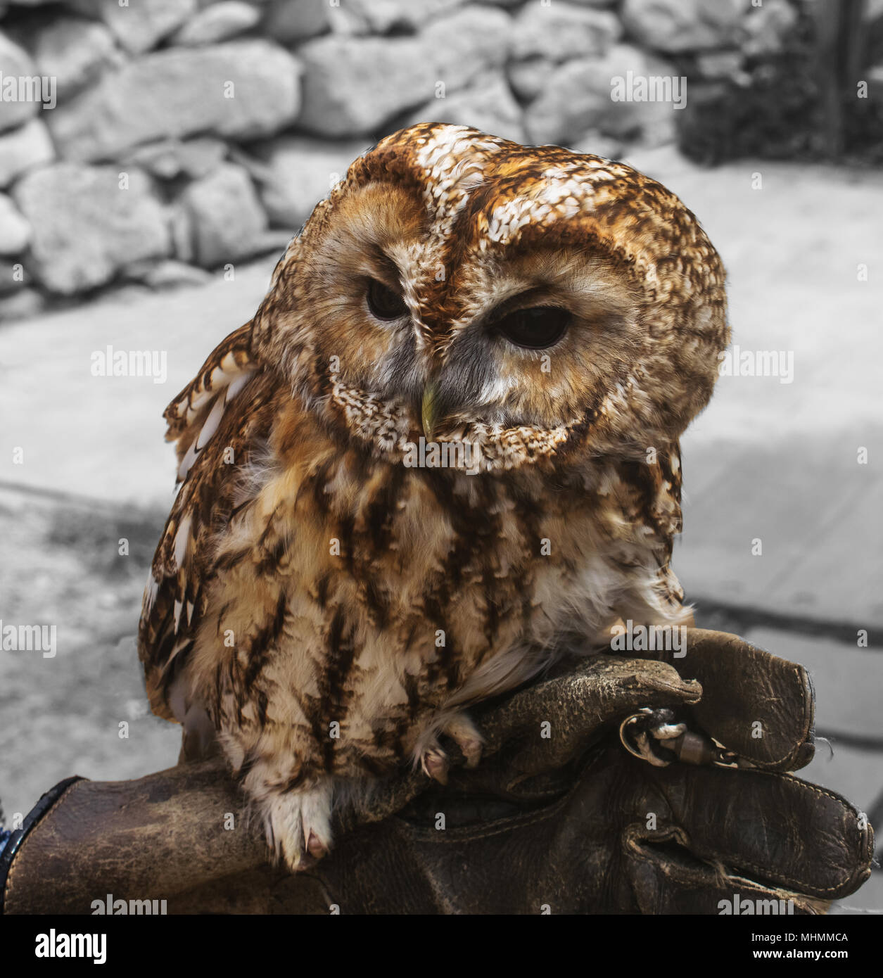 The Tawny owl Stock Photo