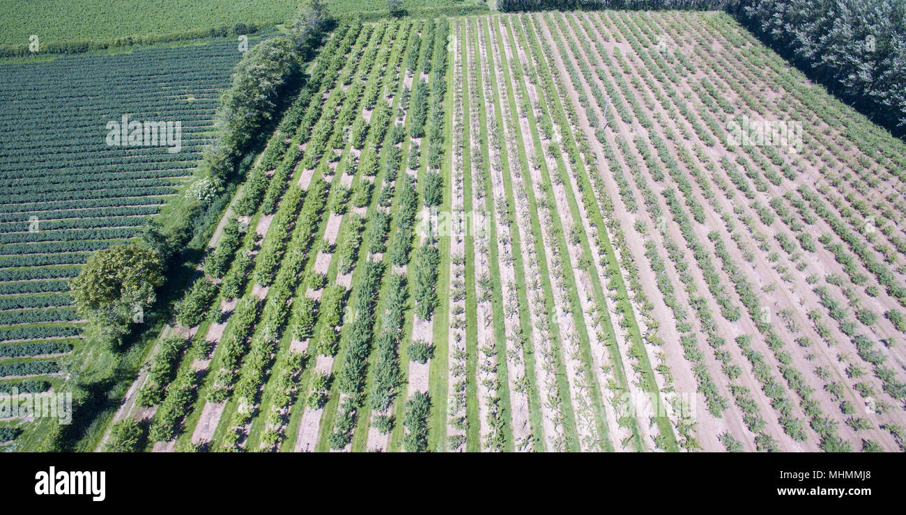 aerial photo of orchards and black currant farm Stock Photo