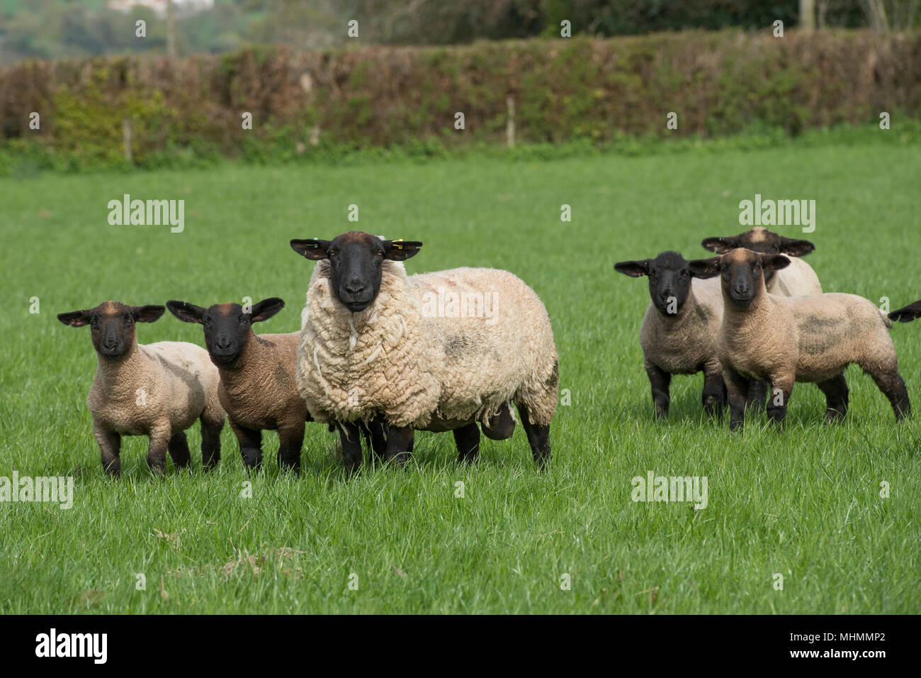 ewes and lambs in a sheep flock Stock Photo
