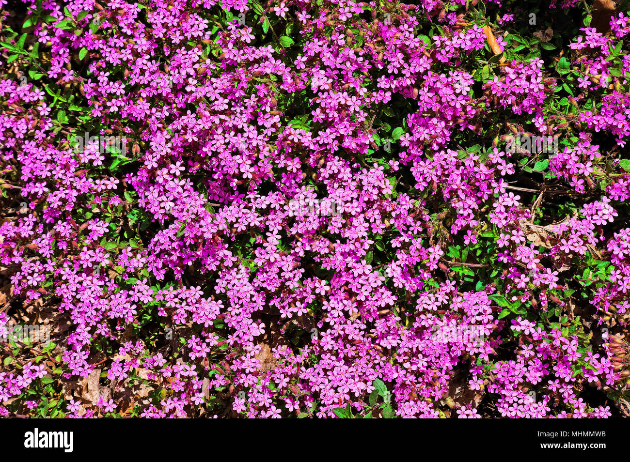A beautiful carpet of pink wood-sorrel in a mountain wood in springtime. Stock Photo