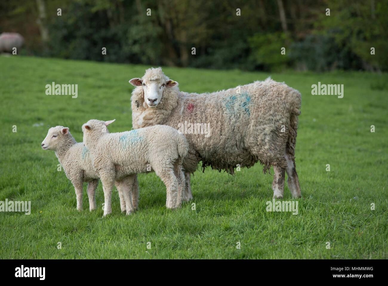 ewes and lambs in a sheep flock Stock Photo