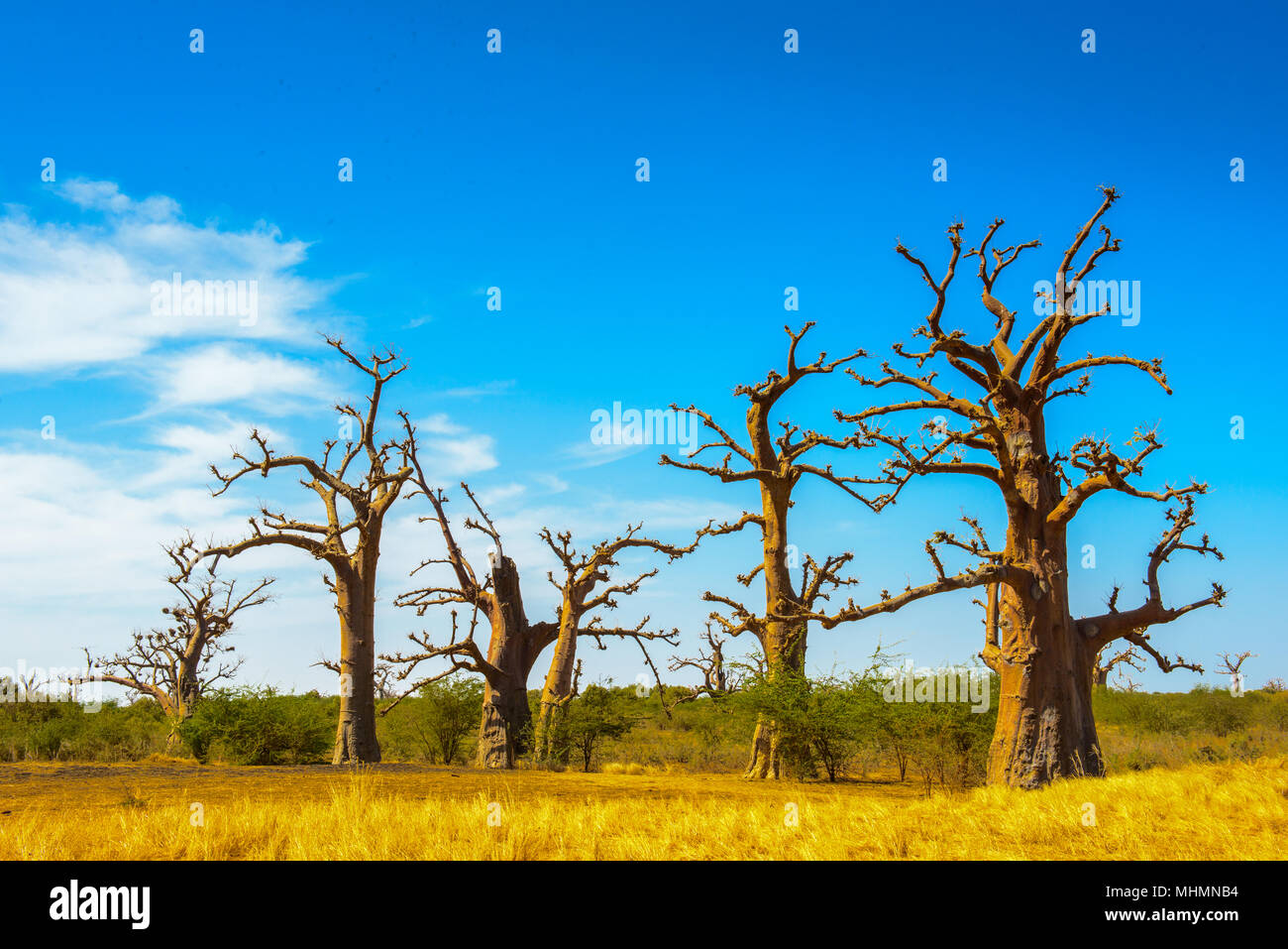 Beautiful landscape of the baobab tree in Africa Stock Photo Alamy