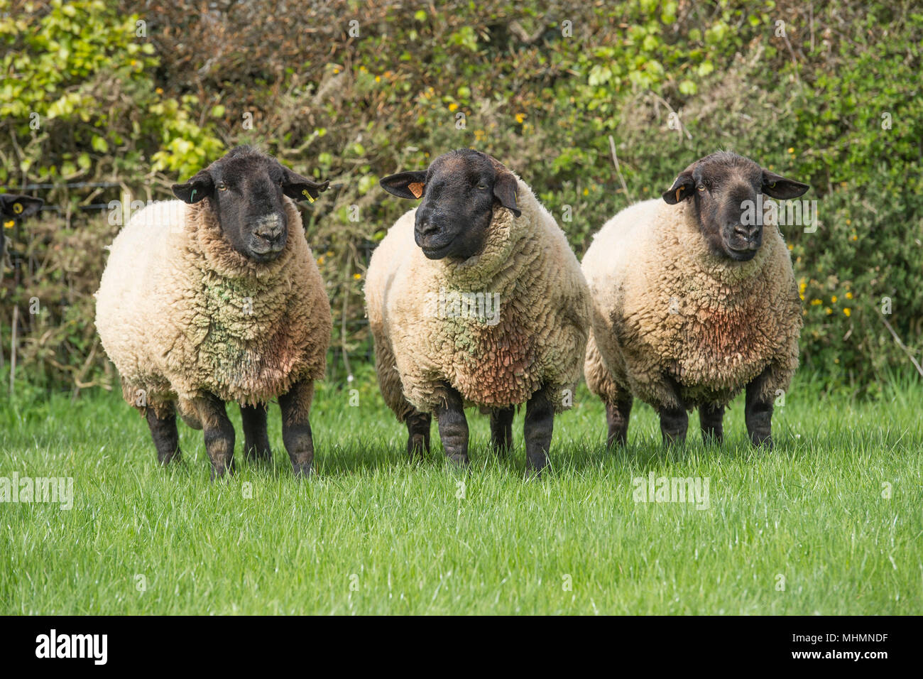 3 suffolk rams Stock Photo