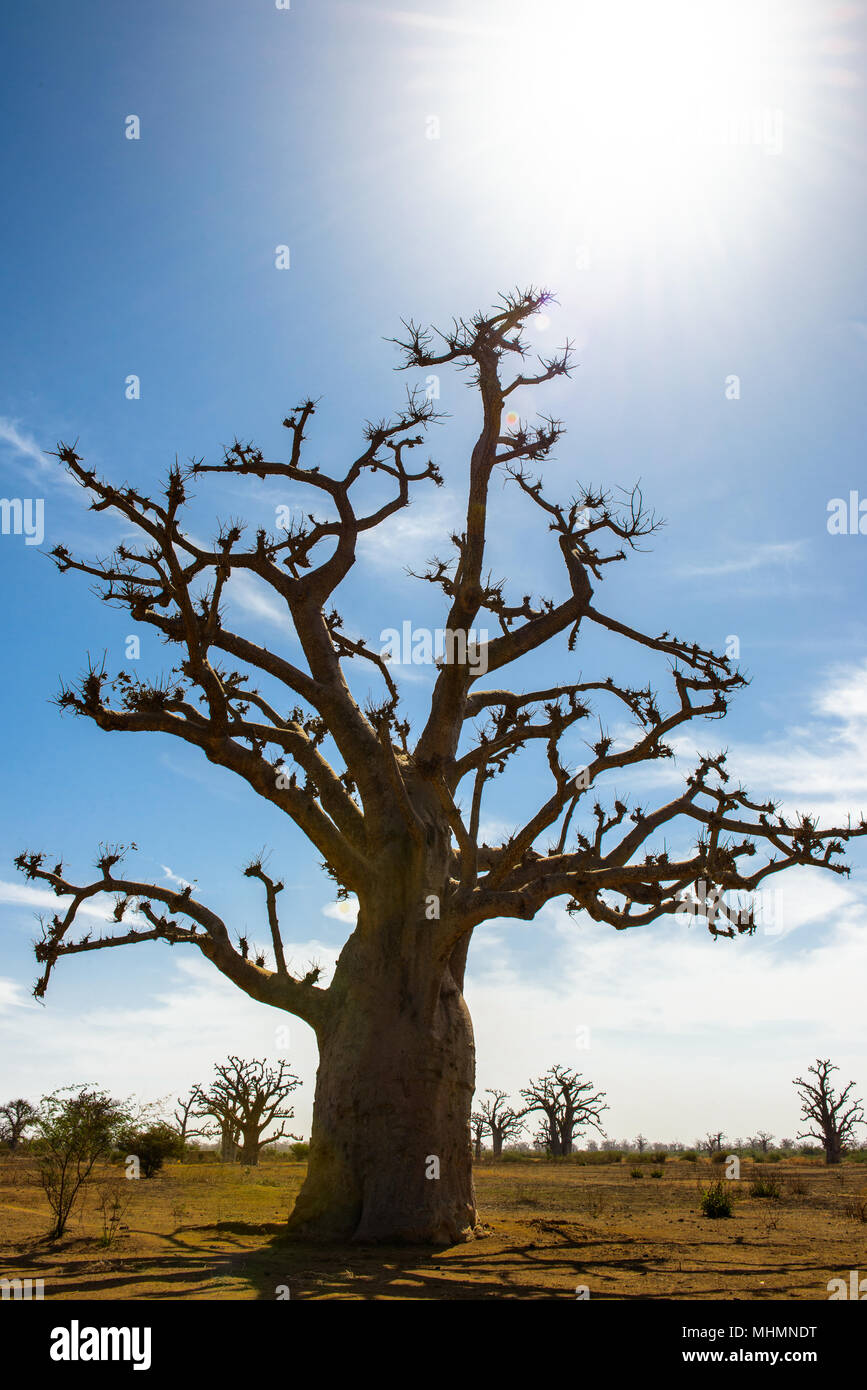 Boab Tree Shadow Baobab tree in the shadow Stock Photo - Alamy