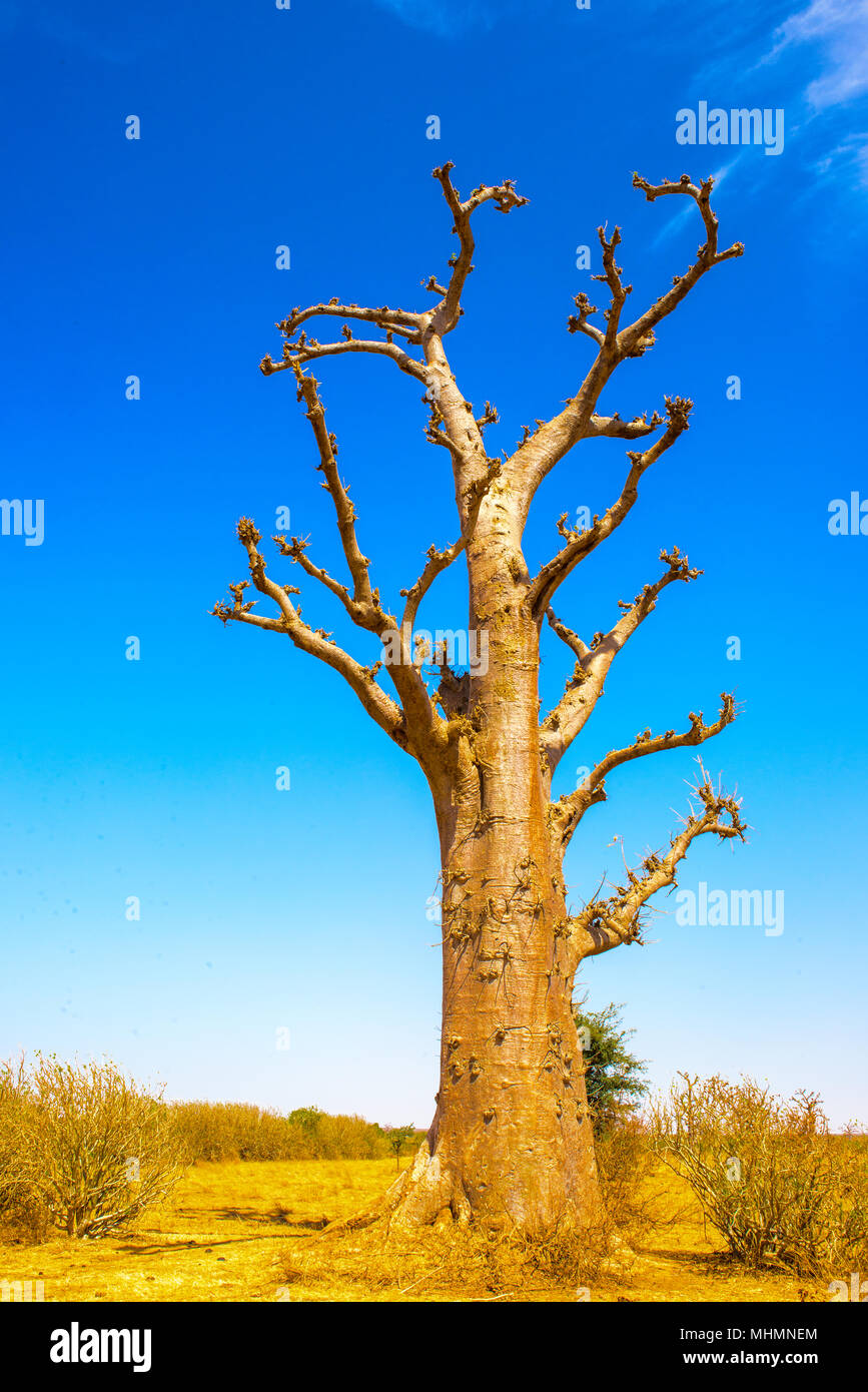 African baobab tree Stock Photo Alamy
