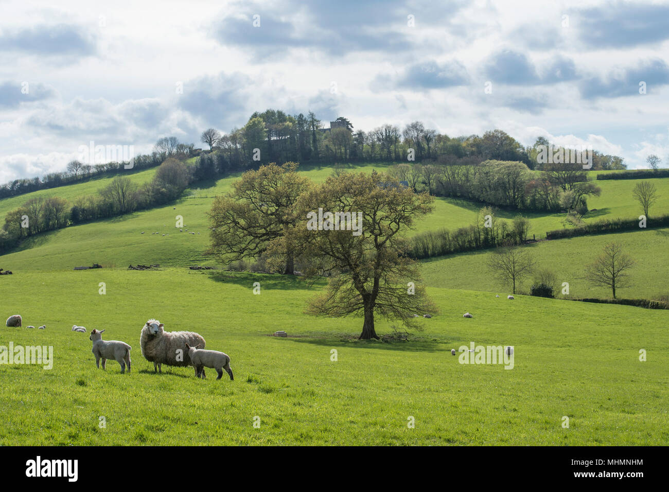 ewes and lambs in countryside Stock Photo